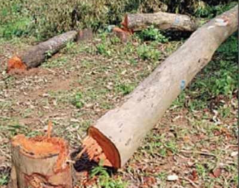 Illegally felled trees; Contractor fined Rs 33,000 | बेकायदेशीररित्या झाडे ताेडली; कंत्राटदार कंपनीला ३३ हजार रुपयांचा दंड