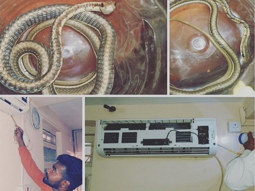 Snake lives in the air conditioner, the subject of kutush among the citizens | सापाचे वास्तव्य थेट एअर कंडिशनरमध्ये, नागरिकांमध्ये कुतूहलाचा विषय