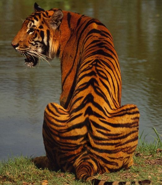 Tigers seized in Malghat; Three tigers hunting? | मेळघाटात वाघाची कातडी जप्त; तीन वाघांची शिकार?