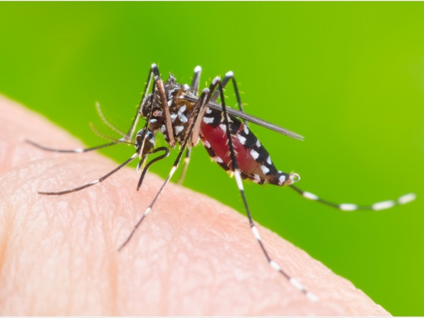 Decrease in malaria cases with dengue | डेंग्यूसह मलेरियाच्या रुग्णसंख्येत घट