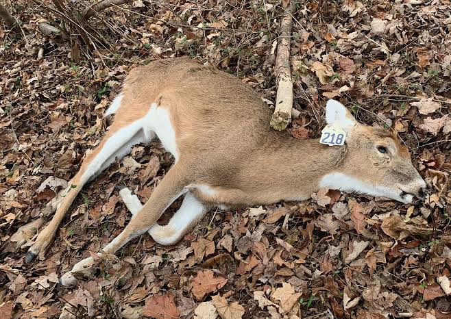 Suspicious death of 17 deer in Taroda Shivara | तरोडा शिवारात १७ हरणांचा संशयास्पद मृत्यू