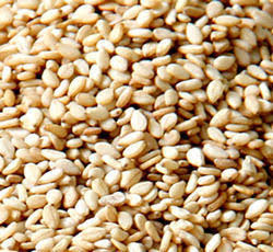 Production of sesame seeds in Maharashtra; Scarcity of sesame seeds | राज्यात तिळाचे उत्पादन निम्यावर; मकर संक्रातीला तिळाचा तुटवडा!