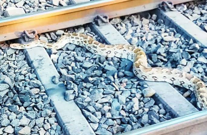 Python Came On Rail Track In Chitrakoot Uttar Pradesh, Train Stopped For 10 Minutes | जेव्हा २० फूटाचा अजगर हावडा-मुंबई एक्सप्रेसच्यासमोर रेल्वे रुळावर येतो तेव्हा...