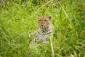 Leopard in Jalgaon taluka Shivsoli and Ramdevwadi Shivar | जळगाव तालुक्यातील शिरसोली व रामदेववाडी शिवारात बिबट्याचा वावर