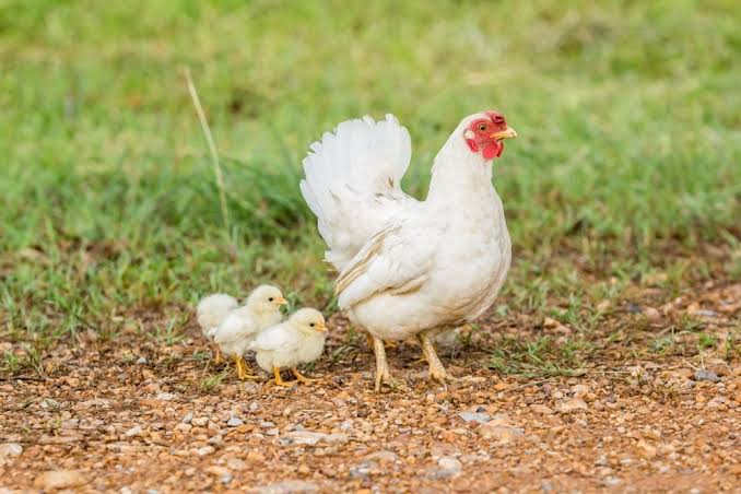 Bird flu report positive in Chichondi Patil; 20,000 hens to kill? | चिचोंडी पाटीलमध्ये बर्ड फ्लू अहवाल पॉझिटिव्ह; २० हजार कोंबड्या मारणार?
