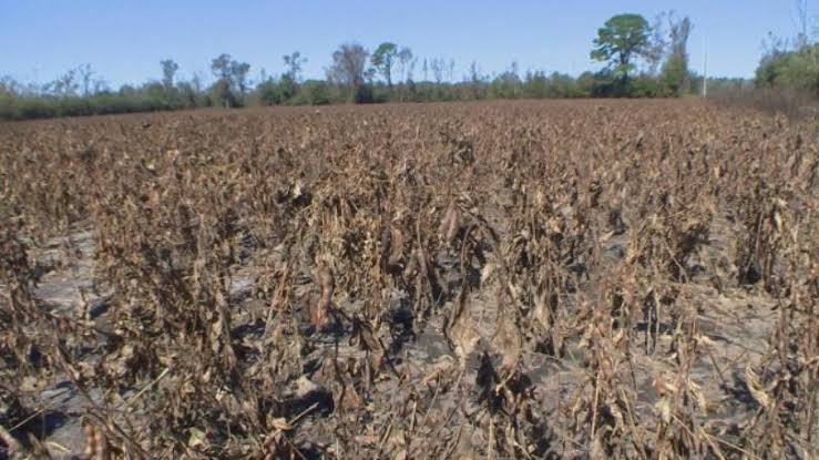  90 per cent of agricultural losses in the district are complete | जिल्ह्यातील शेती नुकसानीचे ८९ टक्के पंचनामे पूर्ण