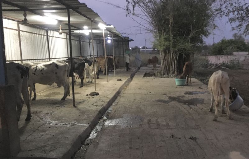 milk cows also kept in Quarantine in Wardha | Corona Virus in Wardha; वर्ध्यातील दुधाळ गाई व वासरेदेखील ठेवली क्वारंटाईन