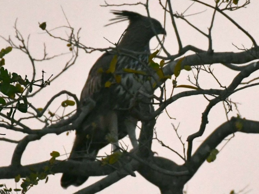  Tureva Garuda in Gautala Wildlife Sanctuary | गौताळा अभयारण्यात तुरेवाला गरुड