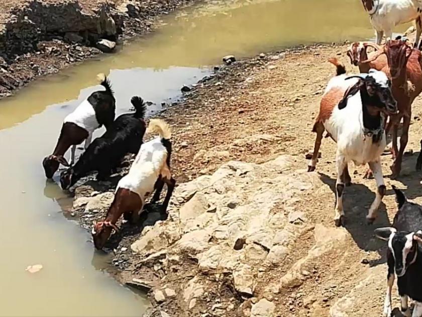 Water sourse found in Adan river bed in washim | मंगरुळपीर तालुक्यातील अडाण नदीपात्रात लागले पाणी 