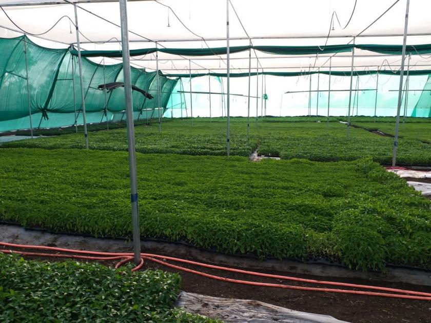  This year, the record of chilli cultivation in Sillywood taluka | सिल्लोड तालुक्यात यंदा मिरचीची विक्रमी लागवड