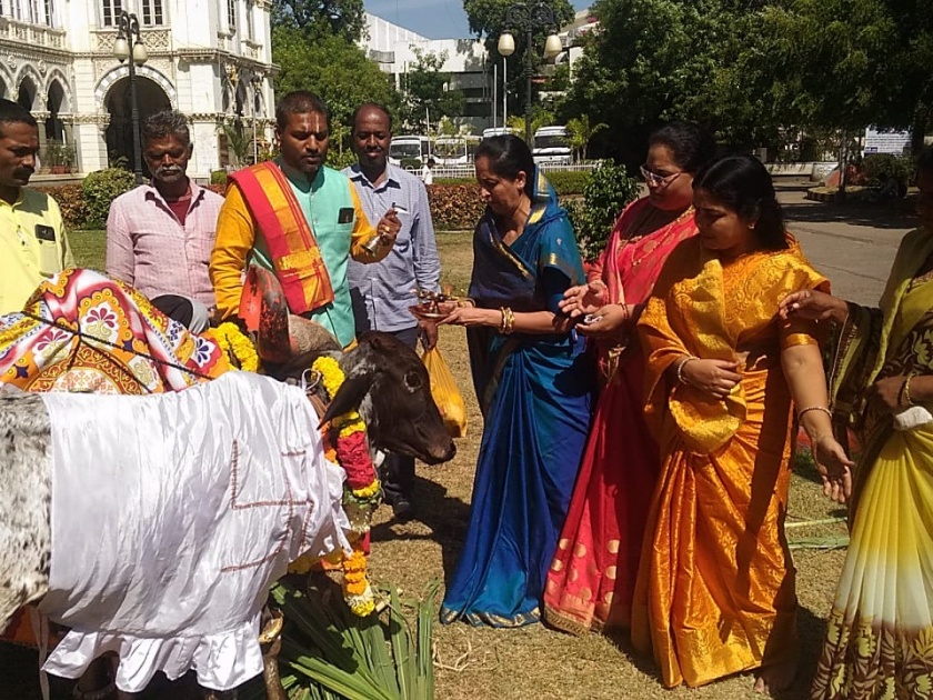 Celebrating Vasubar in Solapur; Mayor made maternal worship in the Municipal Corporation | सोलापुरात वसुबारस साजरी; महापालिकेत महापौरांनी केले गो मातेचे पूजन