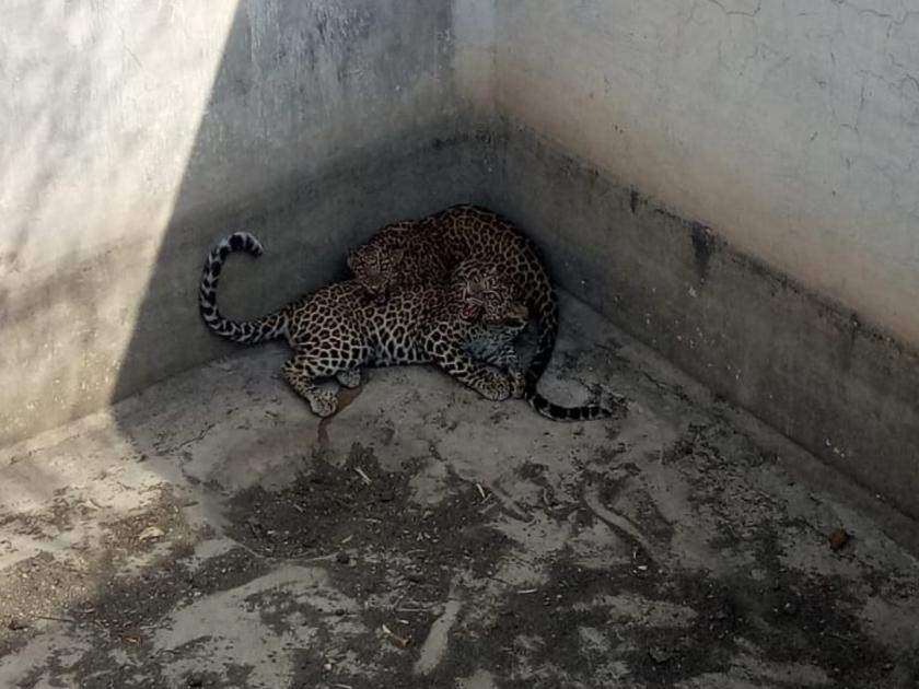 two leopard fall down in water tank in search of water | पाण्याच्या शोधात दाेन बिबट्या पडले कोरड्या टाकीत