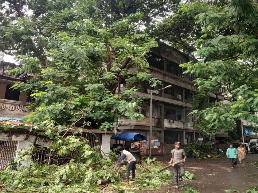 The death of the youth due to tree collapse in malad | मालाडमध्ये झाड पडून तरुणाचा मृत्यू