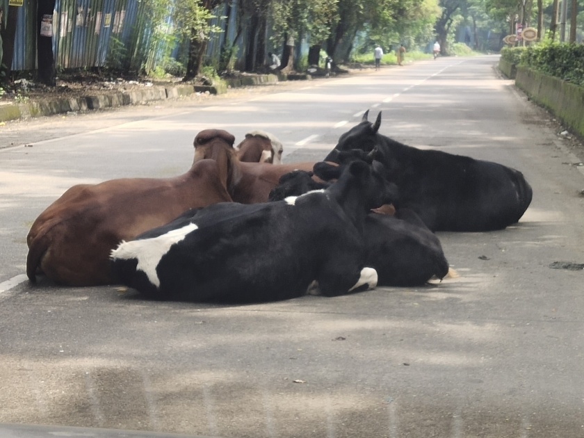 The rally of stray animals on the road from Titwala railway station to Ganapati temple | टिटवाळा रेल्वे स्थानक ते गणपती मंदिर रस्त्यावर मोकाट जनावरांचा सुळसुळाट