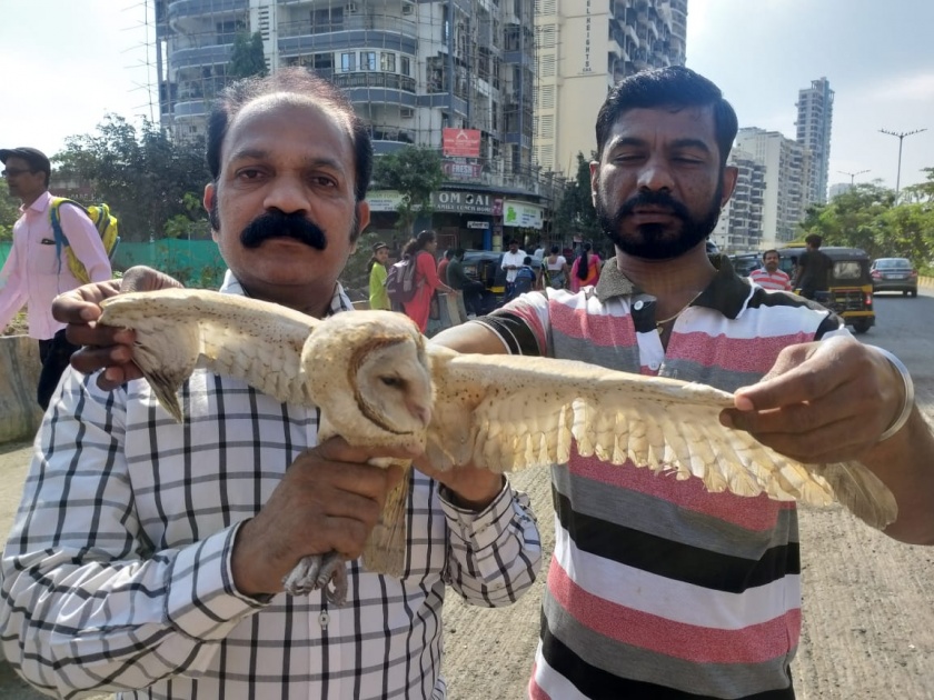 The bird mate gives life to an injured owl | Kite Festival : घणसोलीत पक्षीमित्राने जखमी घुबडाला दिले जीवदान