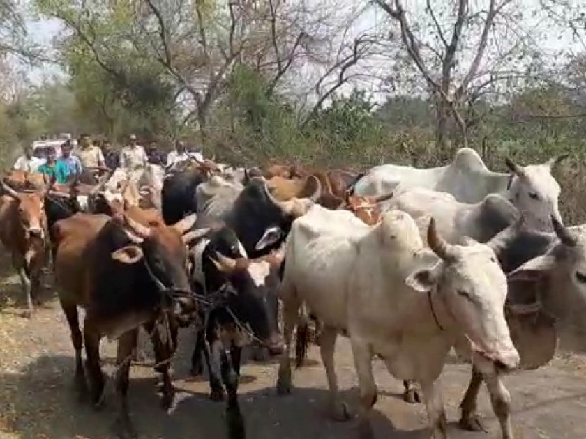 45 cattle leading to slaughter rescue by Akot Police | कत्तलीसाठी नेत असलेल्या ४५ गोवंशास जीवनदान