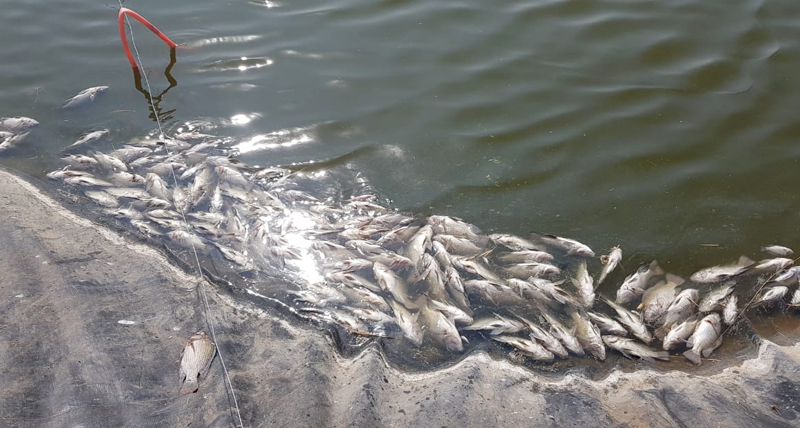 Shocking; Thousands of fish died from poisoning in farms | धक्कादायक; शेततळ्यातील १४ हजार मासे विषबाधाने मृत्युमुखी 