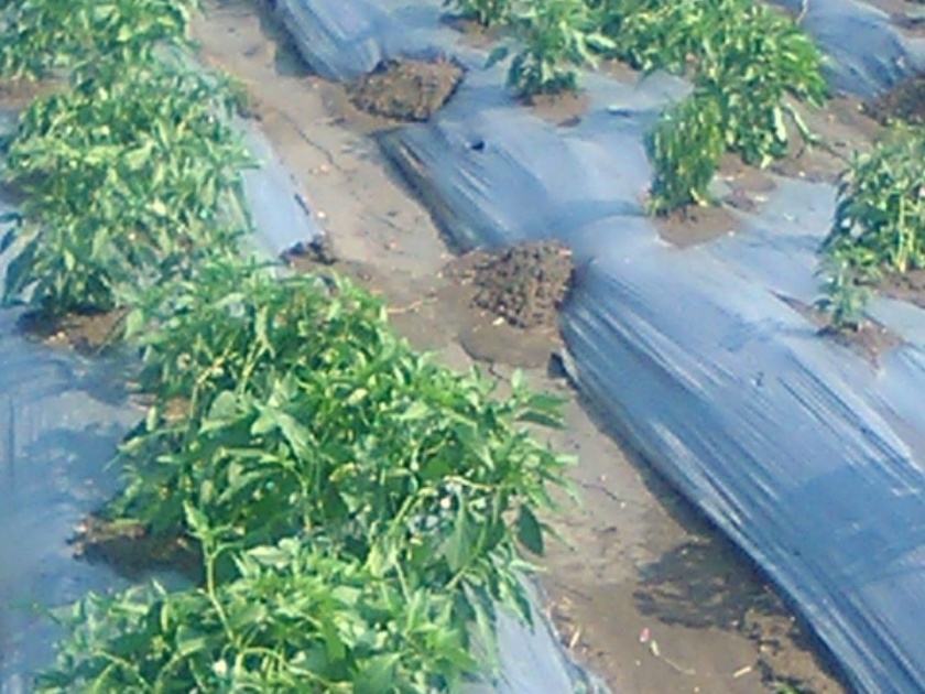 Great loss of rabi crops due to pre mansoo rain | परभणी जिल्ह्यात पुन्हा अवकाळी पाऊस; रबी पिकांचे मोठे नुकसान