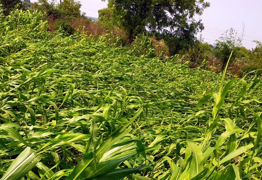 Parbhani district receives wheat, sorghum due to untimely rains | अवकाळी पावसाने शेतकरी अडचणीत; परभणी जिल्ह्यात गहू, ज्वारीचे अतोनात नुकसान