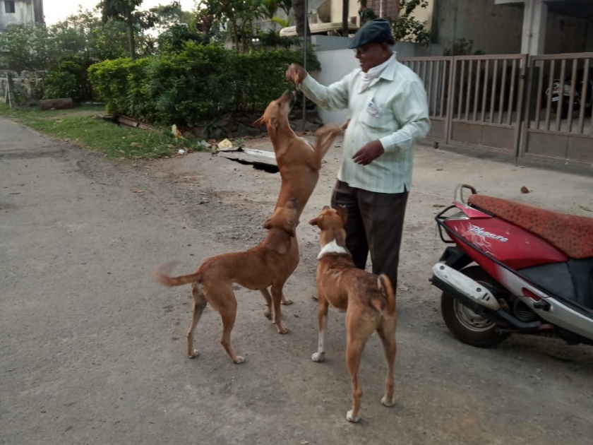 Corona in kolhapur: Distribute food to dogs during lockdown | Corona in kolhapur : लॉकडाऊनच्या काळात कुत्र्यांना अन्न वाटप