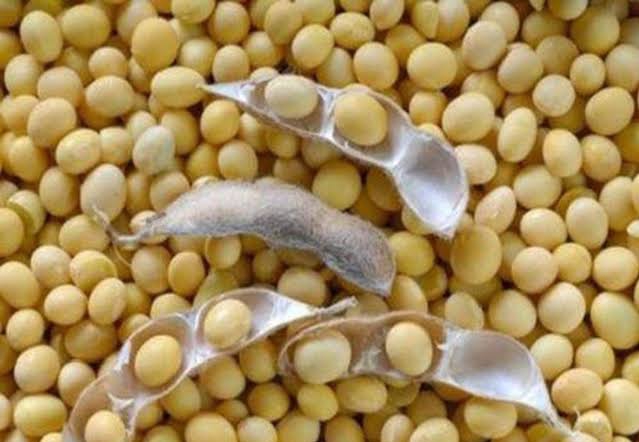 There will be a shortage of one and a half thousand quintals of soybean seeds | दीड हजार क्विंटल सोयाबीनच्या बियाण्याचा भासणार तुटवडा