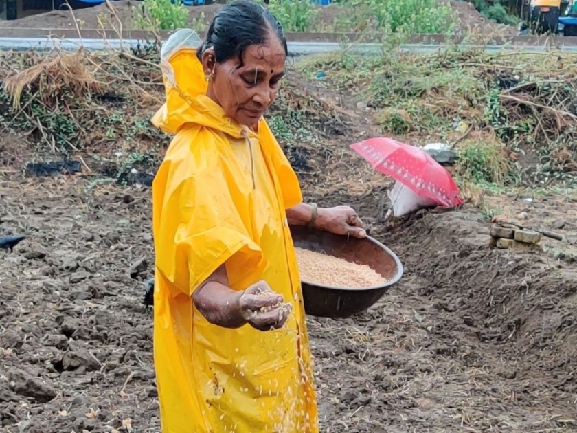With the onset of rains, farming activities started in Mira Bhayandar | पावसाचं आगमन होताच मीरा भाईंदरमध्ये शेतीच्या कामांना सुरुवात 