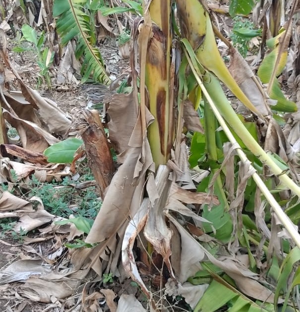 Banana and papaya trees were cut down by ignorant people | केळी आणि पपईची झाडे अज्ञान व्यक्तींनी कापून फेकली