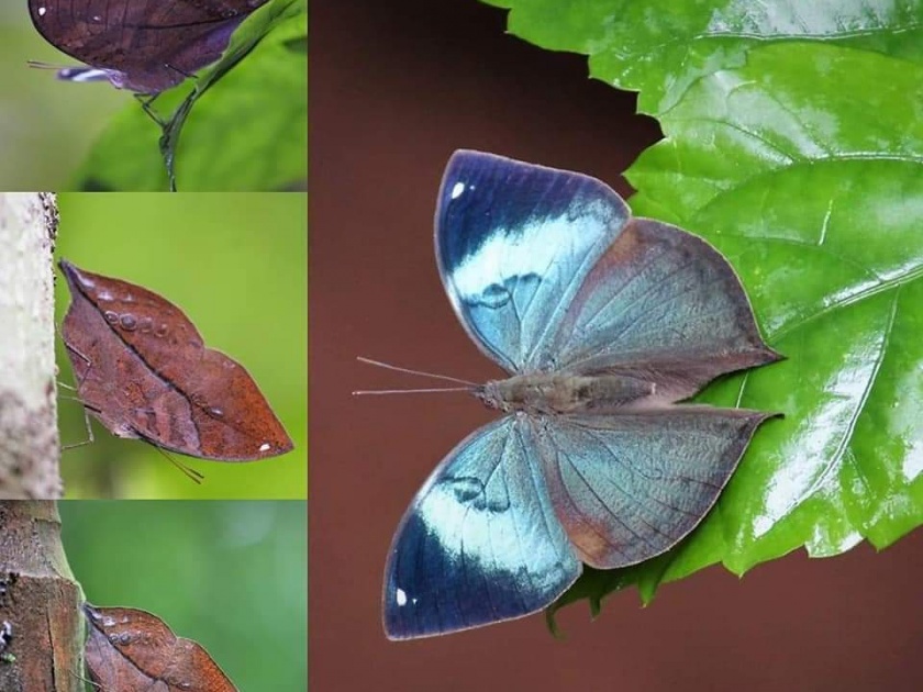 Blueberry butterfly found in Devrukha | देवरूखात आढळले नीलपर्ण जातीचे फुलपाखरू