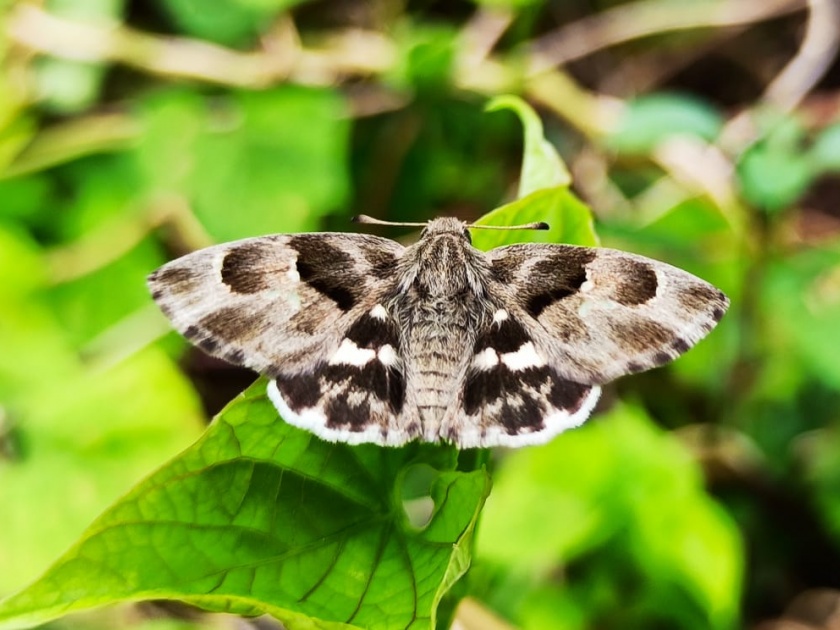 Butterfly count done by Chatak Institute on Hatnur reservoir | चातक संस्थेने हतनूर जलाशयावर केली फुलपाखरू गणना