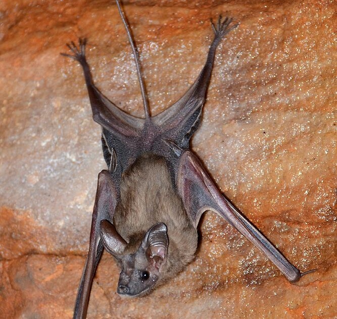 The crisis over the ‘homes’ of human-friendly bats; Wrong that the corona is spreading | Video : मानवाचा मित्र असलेल्या वटवाघुळांच्या ‘घरांवर’ संकट; कोरोना पसरत असल्याचा चुकीचा समज