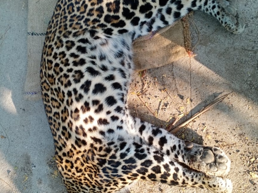 Leopard killed in unidentified vehicle collision | संगमनेर तालुक्यात वाहनाच्या धडकेत बिबट्याचा मृत्यू 