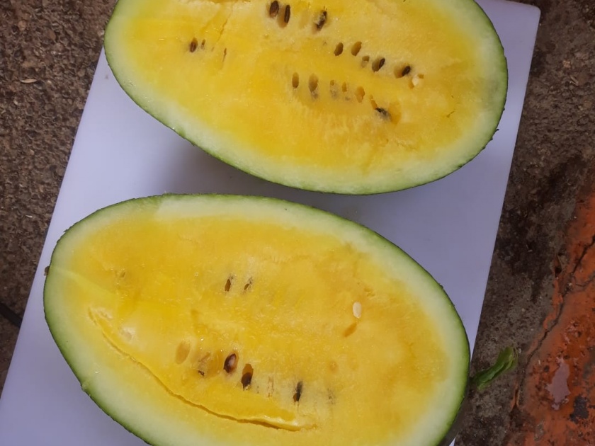 Demand for colorful 'aarohi' watermelons from abroad; A young farmer from Ambajogai earned lakhs from 30 guntas | रंगीबेरंगी ' आरोही ' टरबूजांना विदेशातून मागणी; अंबाजोगाईच्या तरुण शेतकऱ्याने ३० गुंठयातून घेतले लाखोचे उत्पन्न
