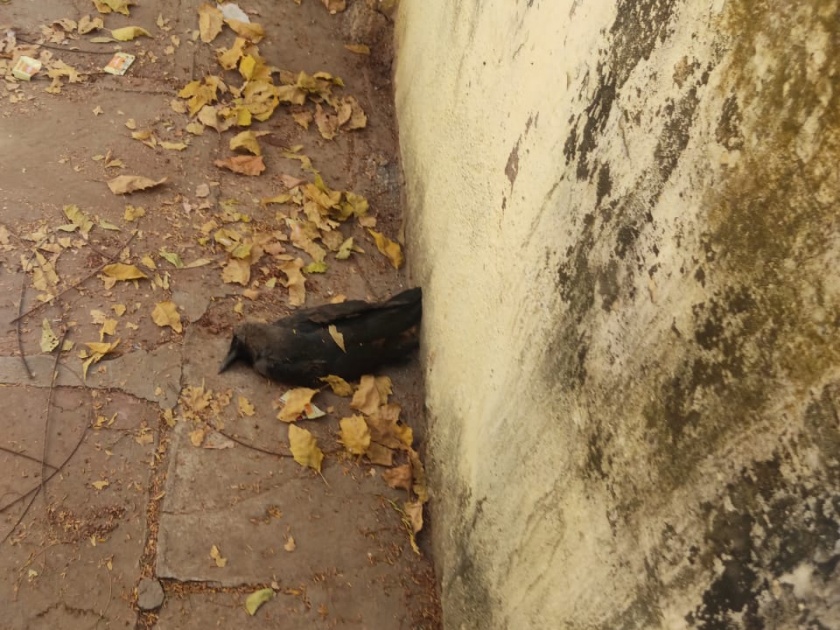 A dead crow was found in the SDO office premises | मूर्तिजापूर एसडीओ कार्यालयाच्या आवारात आढळला मृत कावळा