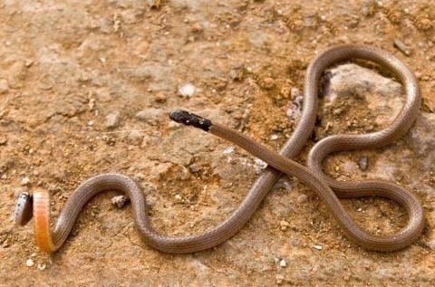 Giving life to the rare ‘powla’ snake in the chikhali; Wildlife conservationists of 'World for Nature' released in Tamhini Ghat | चिखलीत दुर्मिळ 'पोवळा' सापाला 'वर्ल्ड फॉर नेचर'च्या संरक्षकांमुळे मिळाले जीवनदान