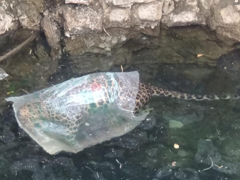 The leopard died after suffocating in a plastic bag; Incidents in Narayangaon area | प्लास्टिकच्या पिशवीत गुदमरल्याने बिबट्याचा गेला जीव; नारायणगाव परिसरातील घटना