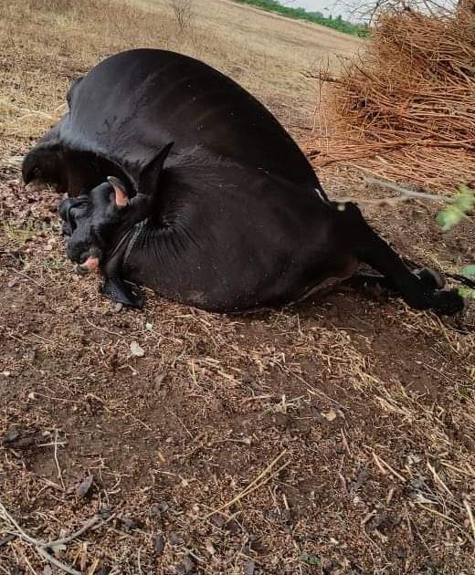 Death of a party with a cow due to lightning; Incident at Mandrup | वीज पडल्याने गायीबरोबर पक्ष्याचा मृत्यू; मंद्रुप येथील साठेवस्तीवर घटना