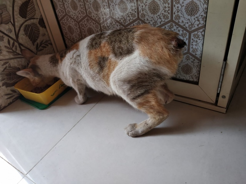 The culmination of perversion! Cat's tail cut in Malad; Police start searching for the accused | विकृतीचा कळस!  मालाडमध्ये कापली मांजरीची शेपटी; पोलिसांकड़ून आरोपीचा शोध सुरु