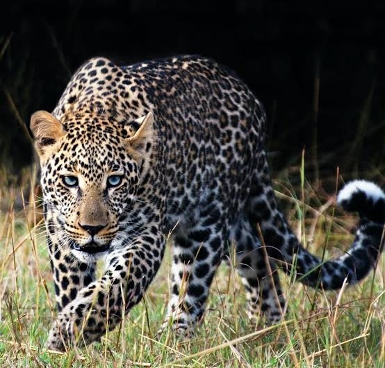 Leopard attack on young man who working in the farm; incident in the junnar taluka | बिबट्याचा शेतात काम करणाऱ्या युवकावर हल्ला; नशीब बलवत्तर म्हणून वाचला जीव