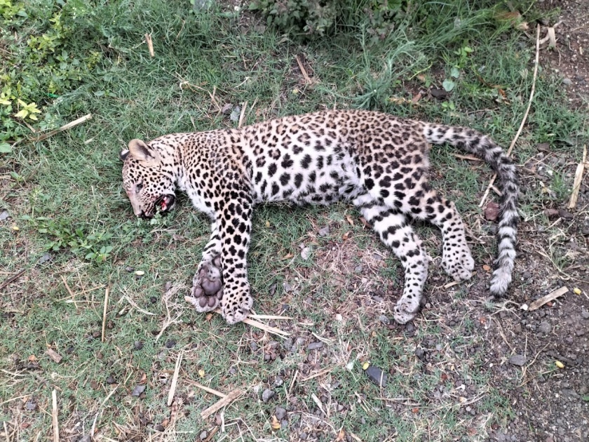 The leopard was found dead near Loni | लोणीजवळ मृत अवस्थेत बिबट्या आढळला