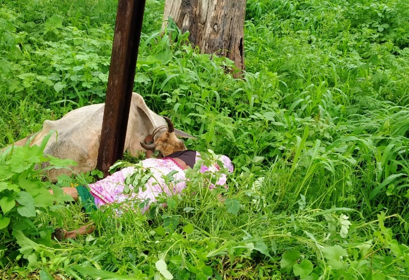 Cow and woman due to electric shock in the pole | खांबात वीज प्रवाह उतरल्याने गाय आणि महिलेचा मृत्यू, भुसावळ तालुक्यातील वराडसीम शिवारातील घटना