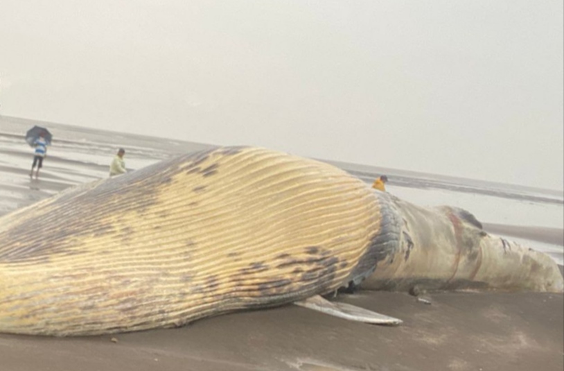 A giant whale was found dead at Benapatti beach in Vasai | वसईतील बेणापट्टी समुद्रकिनारी मृतावस्थेत आढळला महाकाय व्हेल मासा