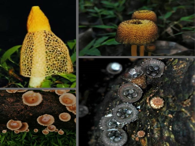 The most despised fungus is actually beneficial to nature | जागतिक वनसंपदा दिन! अतिशय तुच्छ समजली जाणारी बुरशी खरंतर निसर्गासाठी उपयुक्त