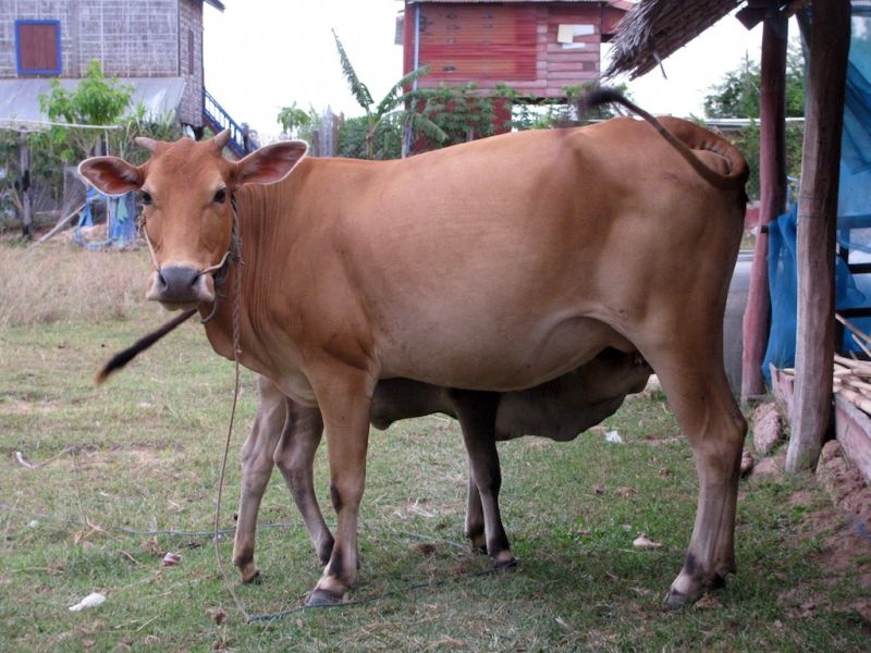 Anti-radiation chips made from cow dung | गाईच्या शेणापासून तयार केली ‘अ‍ॅन्टी रेडिएशन चीप’