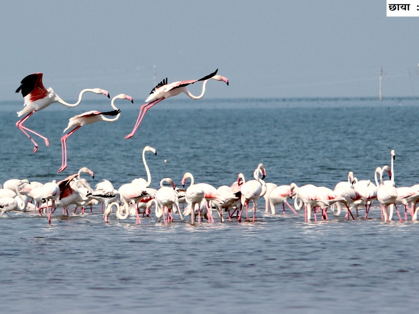  Nityaagara visitors' birds stay afloat | नाथसागरावर पाहुण्या पक्ष्यांचा मुक्काम लांबला