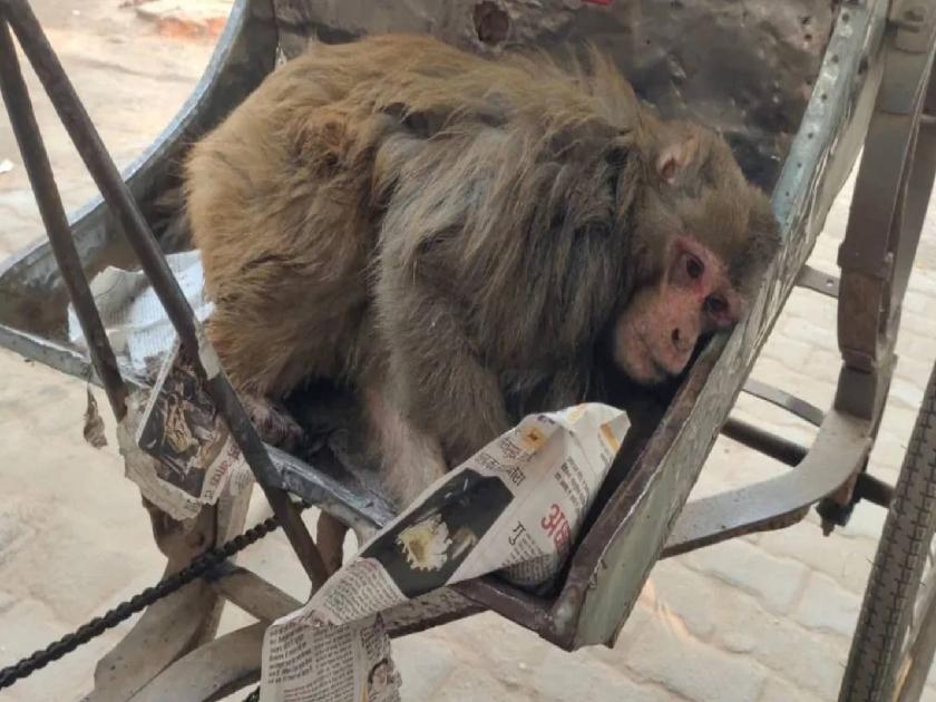  In Arrah, Bihar, an electrocuted monkey was taken to the hospital by a youth in a rickshaw | कौतुकास्पद! वीजेच्या धक्क्याने जखमी झालेल्या माकडासाठी युवक 'देवदूत', रिक्षातून गाठलं रूग्णालय