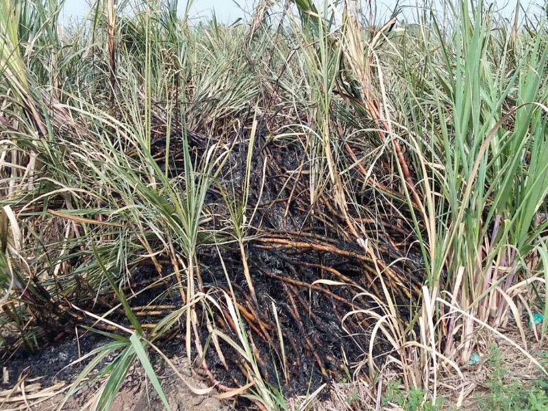 Indapur burnt half an acre of sugarcane | इंदापुरात माजी सैनिकाचा अर्धा एकर ऊस जाळला; दोघांवर गुन्हा दाखल