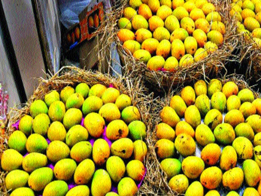  This year, farmers are worried about the shortage of mangoes | यंदा कलमी आंब्याची आवक कमीच, शेतकरी चिंतेत