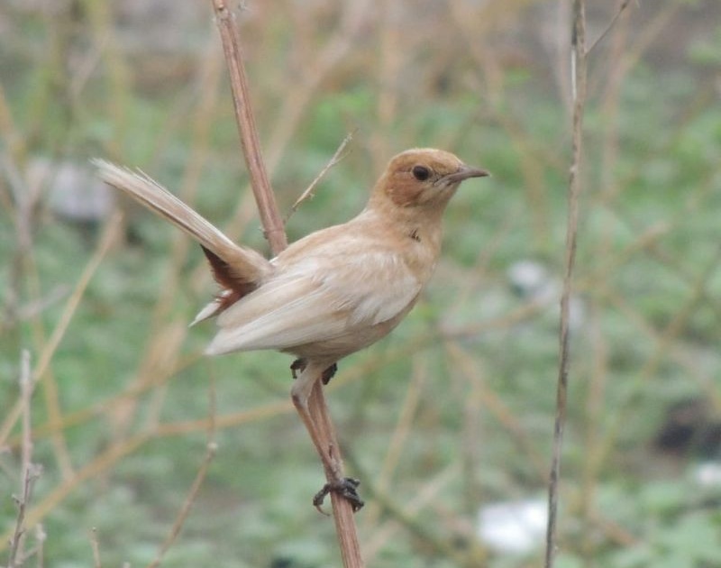 Pale brown indian robin found in Akola | अकोल्यात आढळला भुरकट रंगाचा चिरक पक्षी