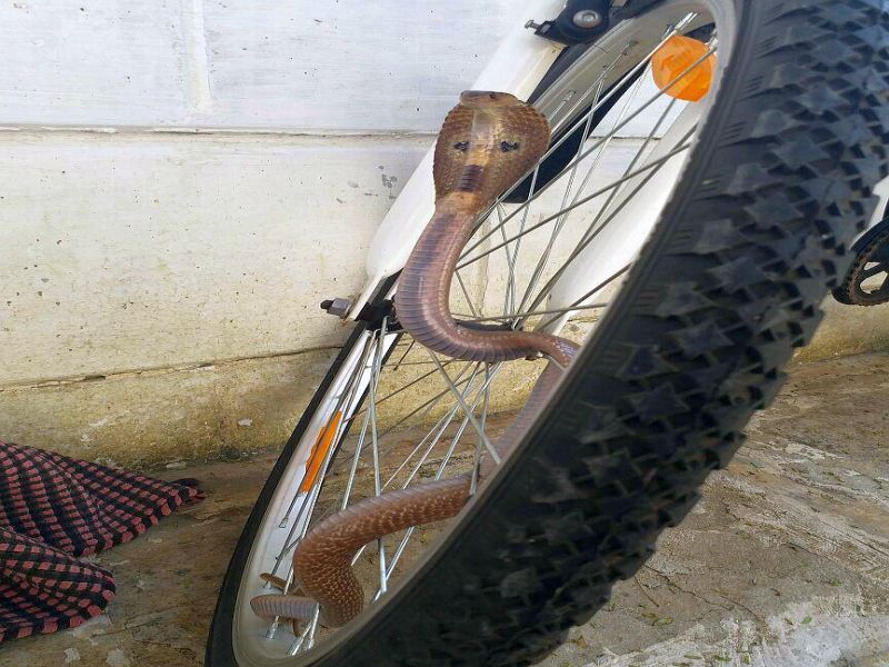  ... When a bicycle ride in Nashik, 'Indian Cobra' | ...जेव्हा नाशिकमध्ये चक्क सायकलवर स्वार होतो ‘इंडियन कोब्रा’