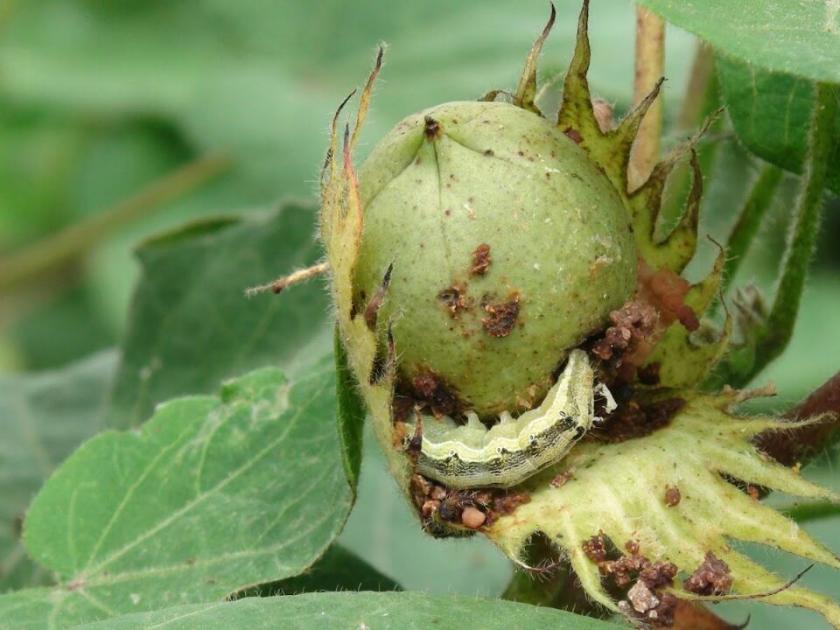 insect on crop of cotton in washim | वाशिम जिल्ह्यात कपाशीवर किडींचा प्रादूर्भाव